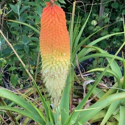 Kniphofia caulescens  10L