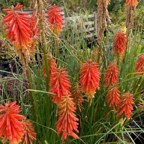 Kniphofia 'Elvira'  2L