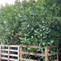 Laurels (Prunus laurocerassus Rotundifolia'  20L 2-2.5m