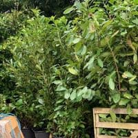 Laurels (Prunus laurocerassus Rotundifolia'  20L 2-2.5m
