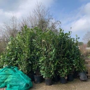 Laurels (Prunus laurocerassus Rotundifolia'  20L 2-2.5m