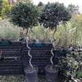 Laurus nobilis 80cmstem 40/45dia head