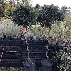 Laurus nobilis 80cmstem 40/45dia head