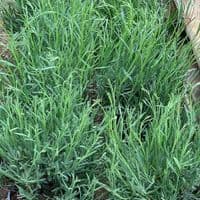 Lavandula  'Edelweiss' (white) lavender  2L (ang)