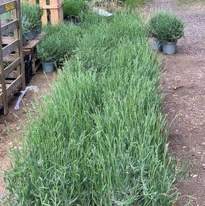 Lavandula  'Edelweiss' (white) lavender  2L (ang)