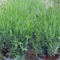 Lavandula  'Edelweiss' (white) lavender  5L (ang)