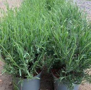 Lavandula  'Edelweiss' (white) lavender  5L (ang)