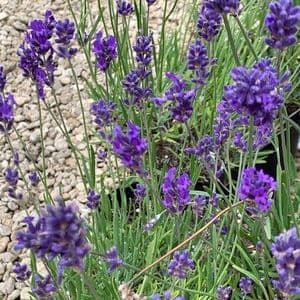 Lavandula  'Folgate' (ang)  lavender  9cm AVAILABLE SEPTEMBER