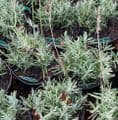 Lavandula  'Grosso'  lavender x intermedia 2L