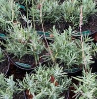 Lavandula  'Grosso'  lavender x intermedia 2L