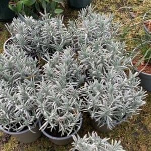 Lavandula  'Grosso'  lavender x intermedia 2L