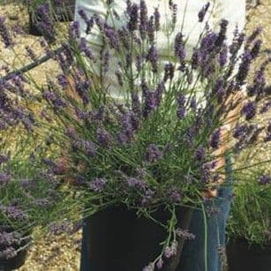 Lavandula  'Grosso'  lavender  (xintermedia} 10L SPECIAL ORDER
