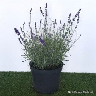 Lavandula  'Hidcote' (ang) lavender 5L   SOLD OUT TEMPORARILY