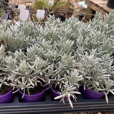 Lavandula 'Hidcote Giant'  lavender  9cm  SOLD OUT