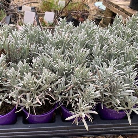 Lavandula 'Hidcote Giant'  lavender  9cm  SOLD OUT