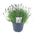 Lavandula  'Hidcote'  lavender 1.5/2L