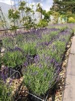 Lavandula  'Hidcote'  lavender 10L  (ang)
