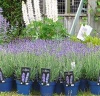 Lavandula  'Hidcote'  lavender 10L  (ang)
