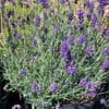 Lavandula  'Hidcote'  lavender 10L  (ang)