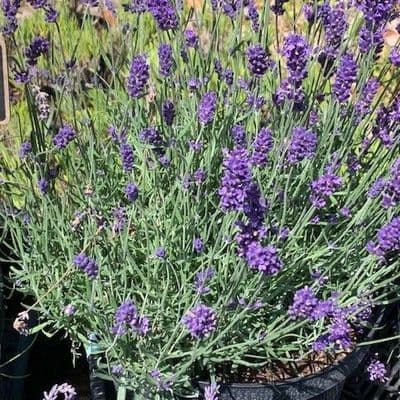 Lavandula  'Hidcote'  lavender 10L  (ang)