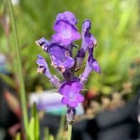 Lavandula  'Little Lady'  2L (angustifolia)
