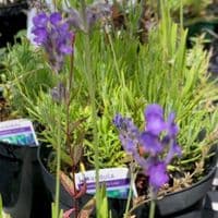 Lavandula  'Little Lady'  2L (angustifolia)