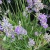 Lavandula  'Little Lady'  2L (angustifolia)