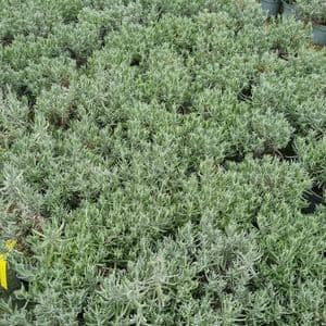 Lavandula  'Munstead' (angustifolia) 5L