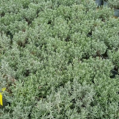 Lavandula  'Munstead' (angustifolia) 5L