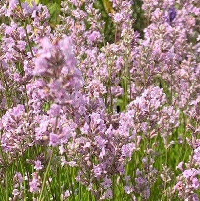 Lavandula Pink Elegance lavender 9cm