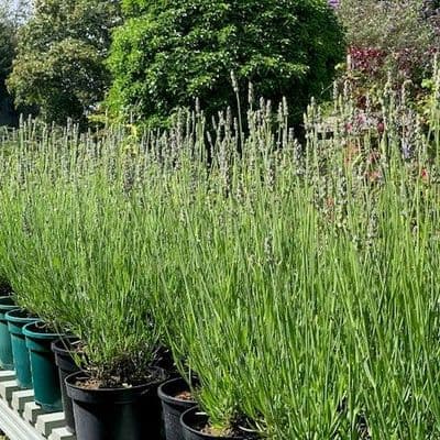 Lavandula  'Provence'  3L