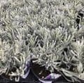 Lavandula  spica (ang)  Old English Lavender 1LSOLD OUT
