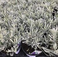 Lavandula  spica (ang)  Old English Lavender 1LSOLD OUT