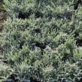 Lavandula  spica (ang)  Old English Lavender 1LSOLD OUT
