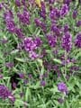 Lavandula  spica (ang)  Old English Lavender 1LSOLD OUT