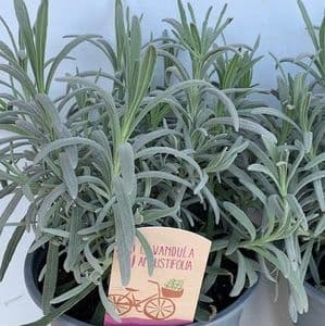 Lavandula  spica (ang)  Old English Lavender 1LSOLD OUT