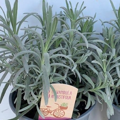 Lavandula  spica (ang)  Old English Lavender 1LSOLD OUT
