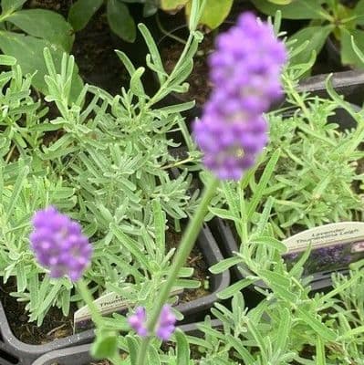Lavandula  'Thumbelina'  2L