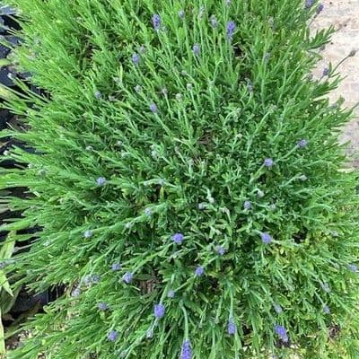Lavandula  'Thumbelina Leigh'  lavender 2L (angustifolia)SOLD OUT
