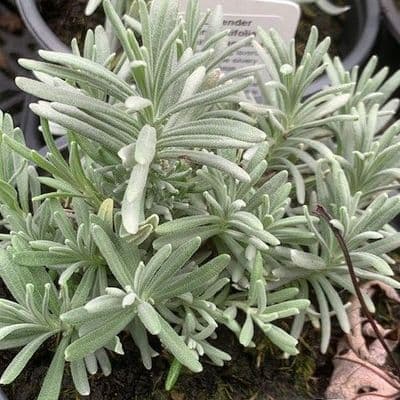 Lavandula 'White Fragrance'  1L  lavender