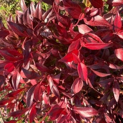 Leucothoe font. 'Scarletta'  3L