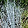 Leymus arenarius 'Blue Dune'   2L