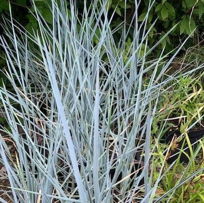 Leymus arenarius 'Blue Dune'   2L