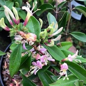 Lonicera alseuosmoides  3L   OUT OF STOCK