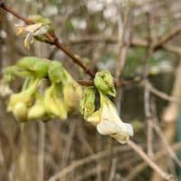 Lonicera fragrantissima (shrub) 7.5L  80=100cmH COLLECTION ONLY