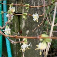 Lonicera fragrantissima (shrub) 7.5L  80=100cmH COLLECTION ONLY