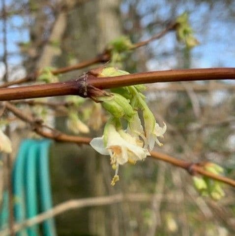Lonicera fragrantissima (shrub) 7.5L  80=100cmH COLLECTION ONLY