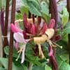 Lonicera per. 'Rhubarb & Custard'  3L  OUT OF STOCK