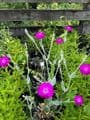 Lychnis coronaria Atrosanguinea 9cm