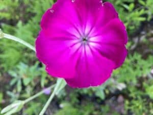 Lychnis coronaria Atrosanguinea 9cm